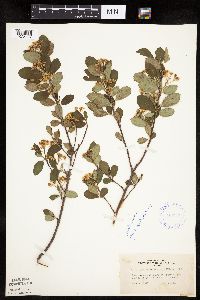 Aronia melanocarpa image