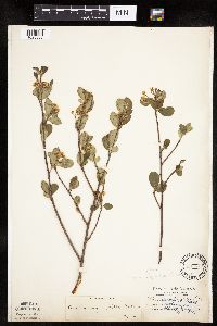 Aronia melanocarpa image