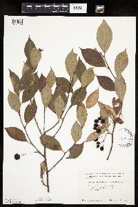 Aronia melanocarpa image