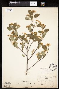 Aronia melanocarpa image