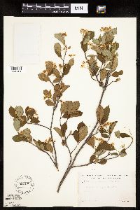 Aronia melanocarpa image
