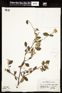 Aronia melanocarpa image