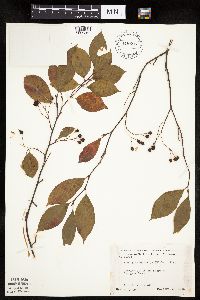 Aronia melanocarpa image