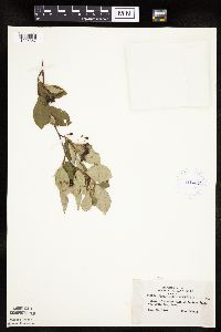 Aronia melanocarpa image