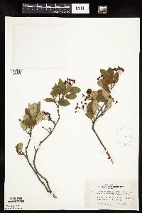 Aronia melanocarpa image