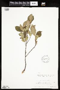 Aronia melanocarpa image