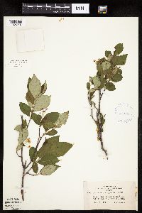 Aronia melanocarpa image