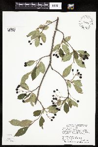 Aronia melanocarpa image