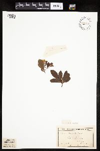 Aronia melanocarpa image