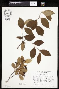 Aronia melanocarpa image