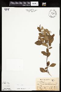 Aronia melanocarpa image