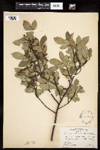 Aronia melanocarpa image