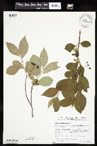 Aronia melanocarpa image