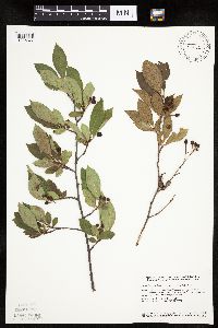 Aronia melanocarpa image