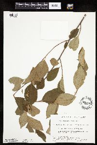 Aronia melanocarpa image