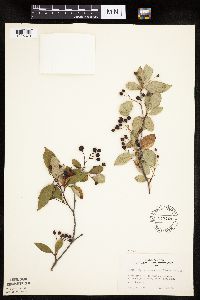 Aronia melanocarpa image