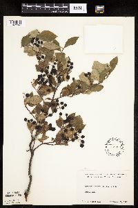 Aronia melanocarpa image