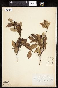 Aronia melanocarpa image