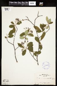 Aronia melanocarpa image