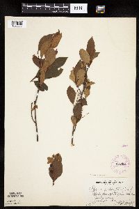 Aronia melanocarpa image