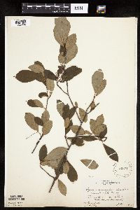 Aronia melanocarpa image