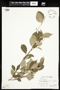 Aronia melanocarpa image