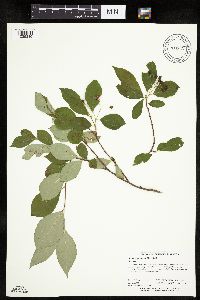 Aronia melanocarpa image