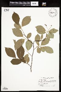 Aronia melanocarpa image
