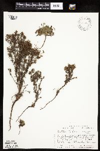 Chamaerhodos erecta image