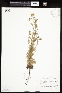 Chamaerhodos erecta image