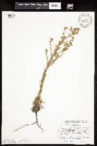 Chamaerhodos erecta image