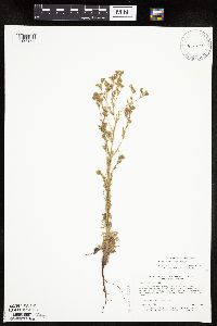 Chamaerhodos erecta image