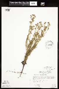 Chamaerhodos erecta image