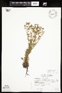 Chamaerhodos erecta image