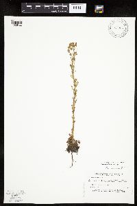 Chamaerhodos erecta image