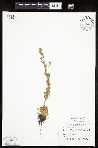 Chamaerhodos erecta image