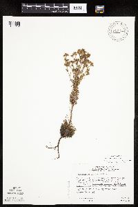 Chamaerhodos erecta image