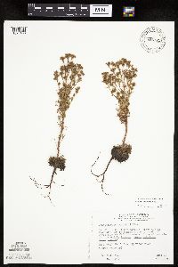 Chamaerhodos erecta image