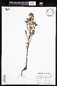 Chamaerhodos erecta image