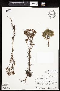 Chamaerhodos erecta image