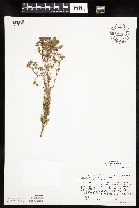 Chamaerhodos erecta image