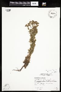 Chamaerhodos erecta image