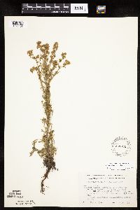 Chamaerhodos erecta image