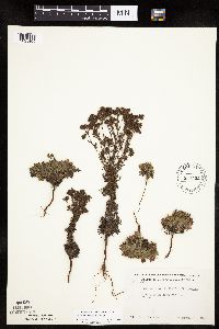 Chamaerhodos erecta image