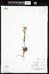 Chamaerhodos erecta image