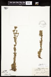 Chamaerhodos erecta image