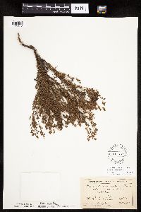 Chamaerhodos erecta image