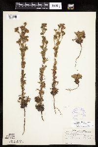 Chamaerhodos erecta image