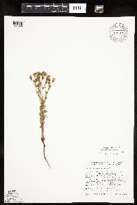 Chamaerhodos erecta image