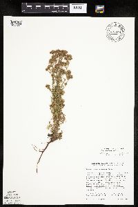 Chamaerhodos erecta image